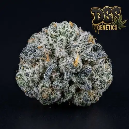 White Berry Feminized Seeds cannabis seeds – Feminized strain