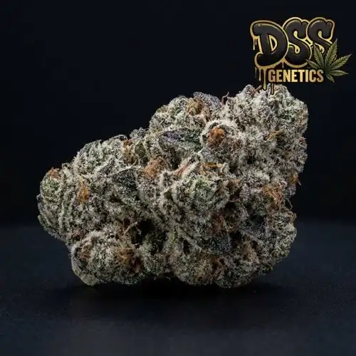 White Cookies Feminized Seeds cannabis seeds