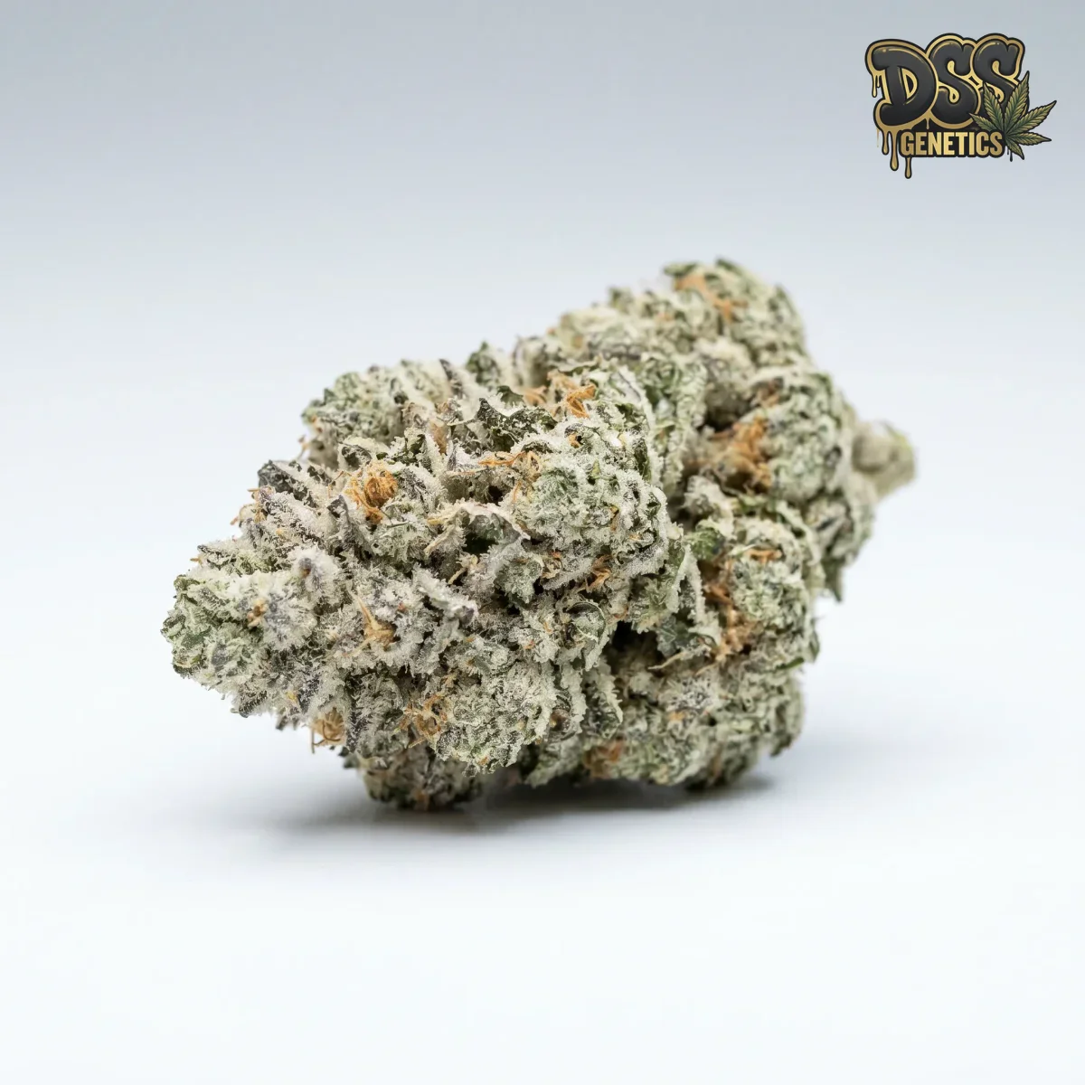 White Cookies grow guide