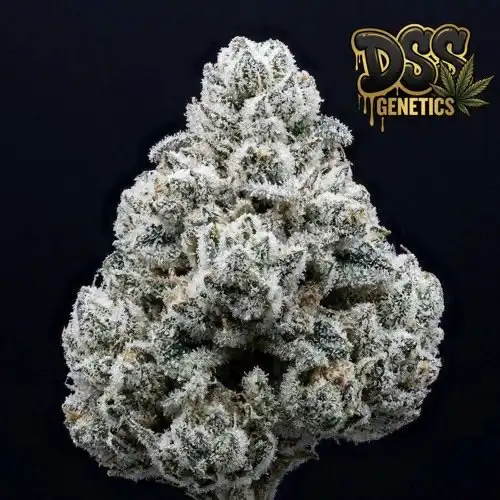 White Fire OG Feminized Seeds cannabis seeds