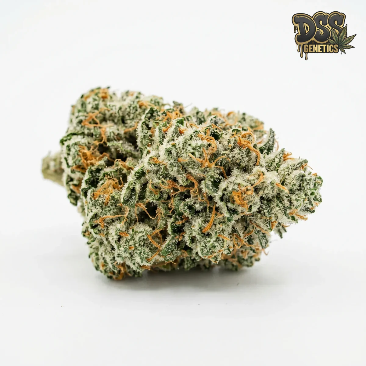 White Fire OG Feminized Seeds cannabis seeds