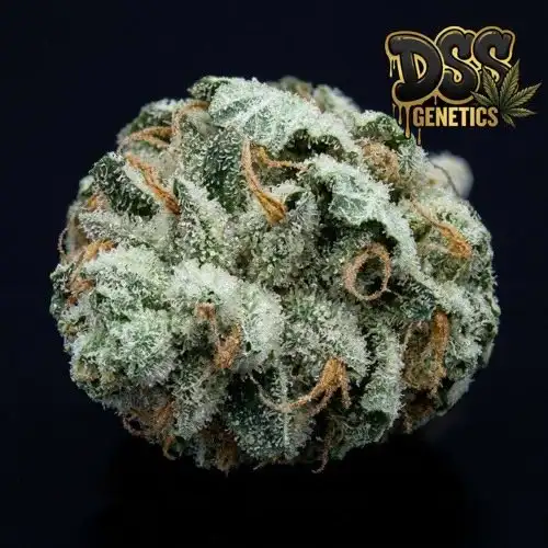 White LSD Autoflower Seeds cannabis seeds