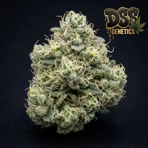 White Queen Feminized Seeds cannabis seeds