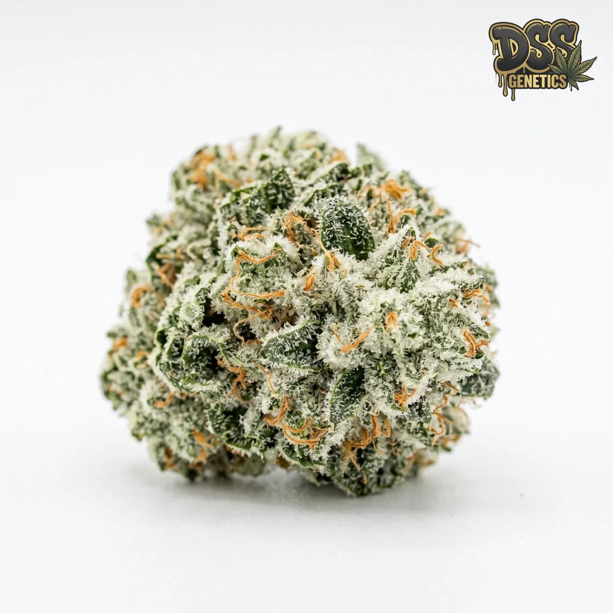White Queen grow guide