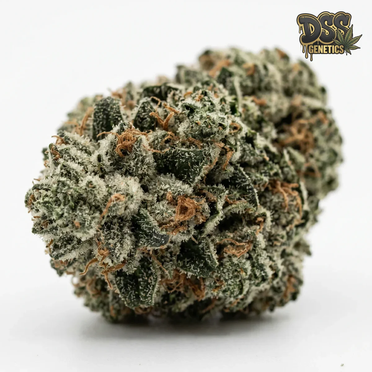 White Rhino grow guide