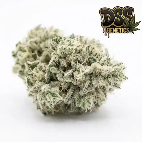 White Rose Feminized Seeds cannabis seeds