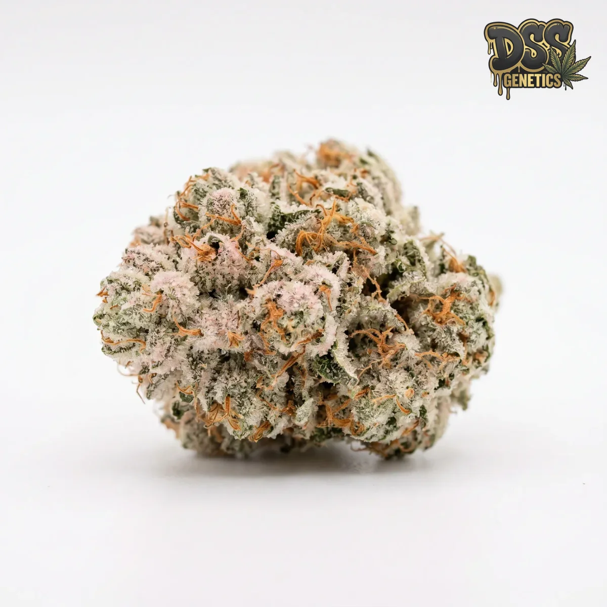 White Rose grow guide