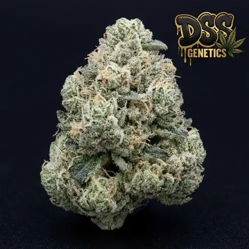 White Russian Feminized Seeds cannabis seeds