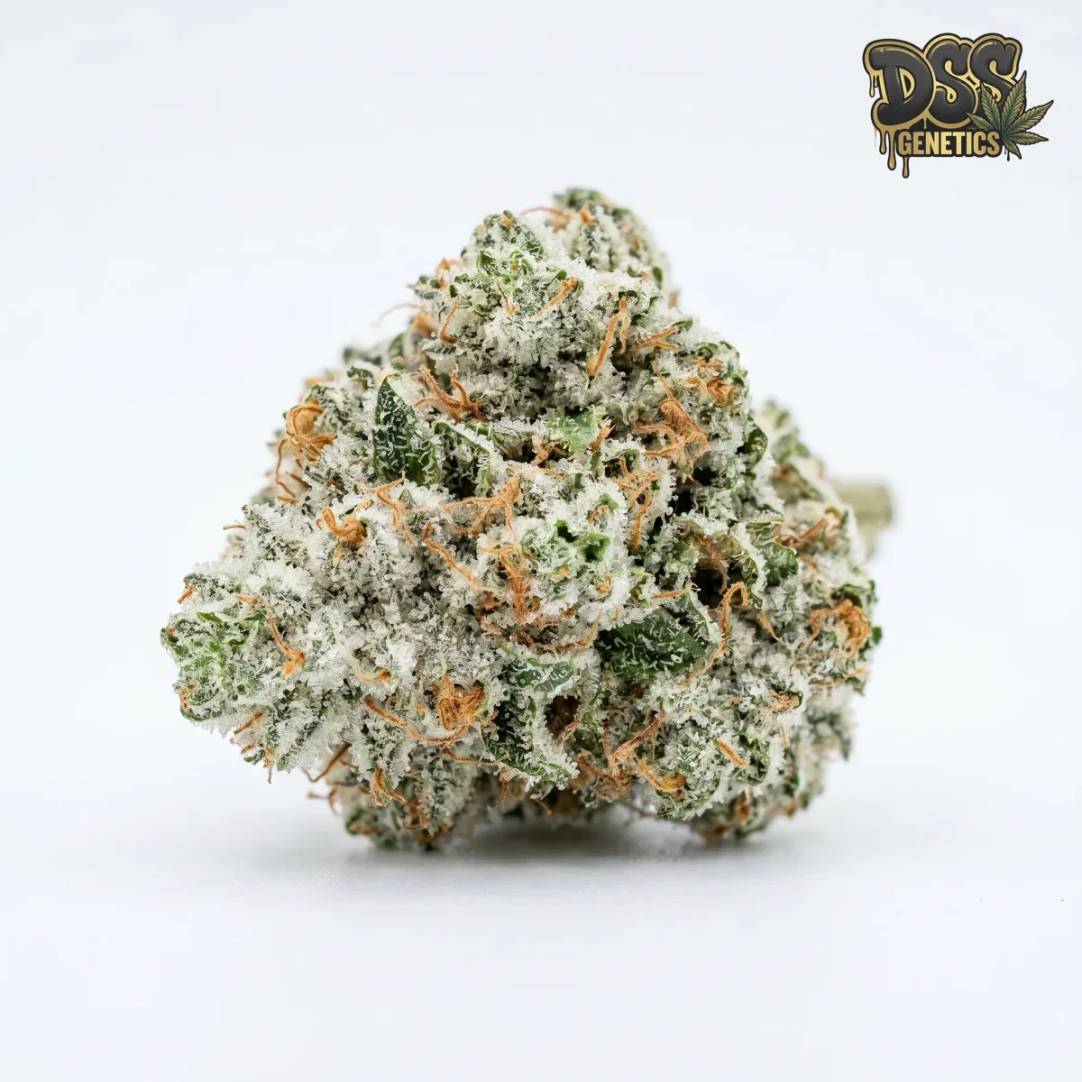 White Russian Feminized Seeds cannabis seeds