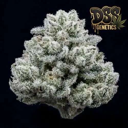 White Widow Autoflower Seeds cannabis seeds