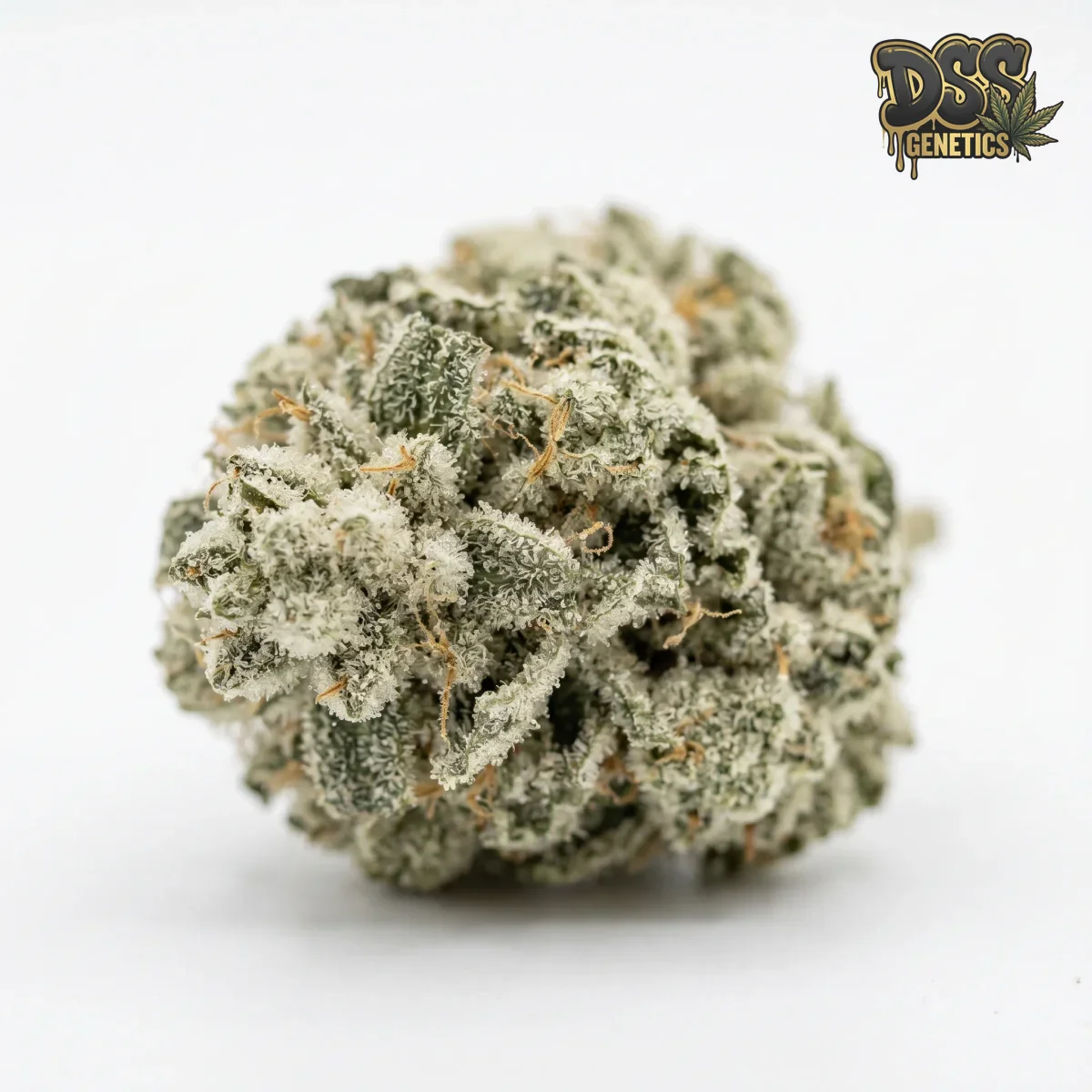 White Widow Autoflower Seeds cannabis seeds