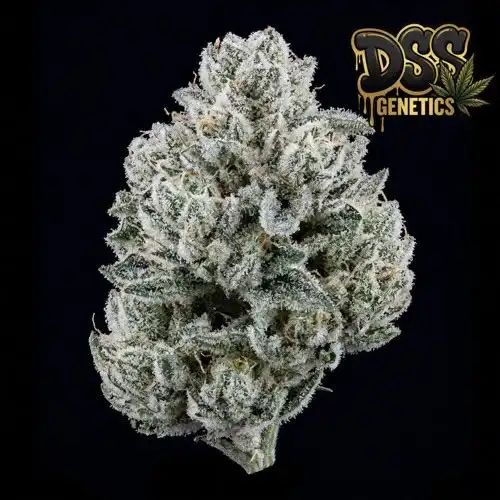 White Widow Feminized Seeds cannabis seeds