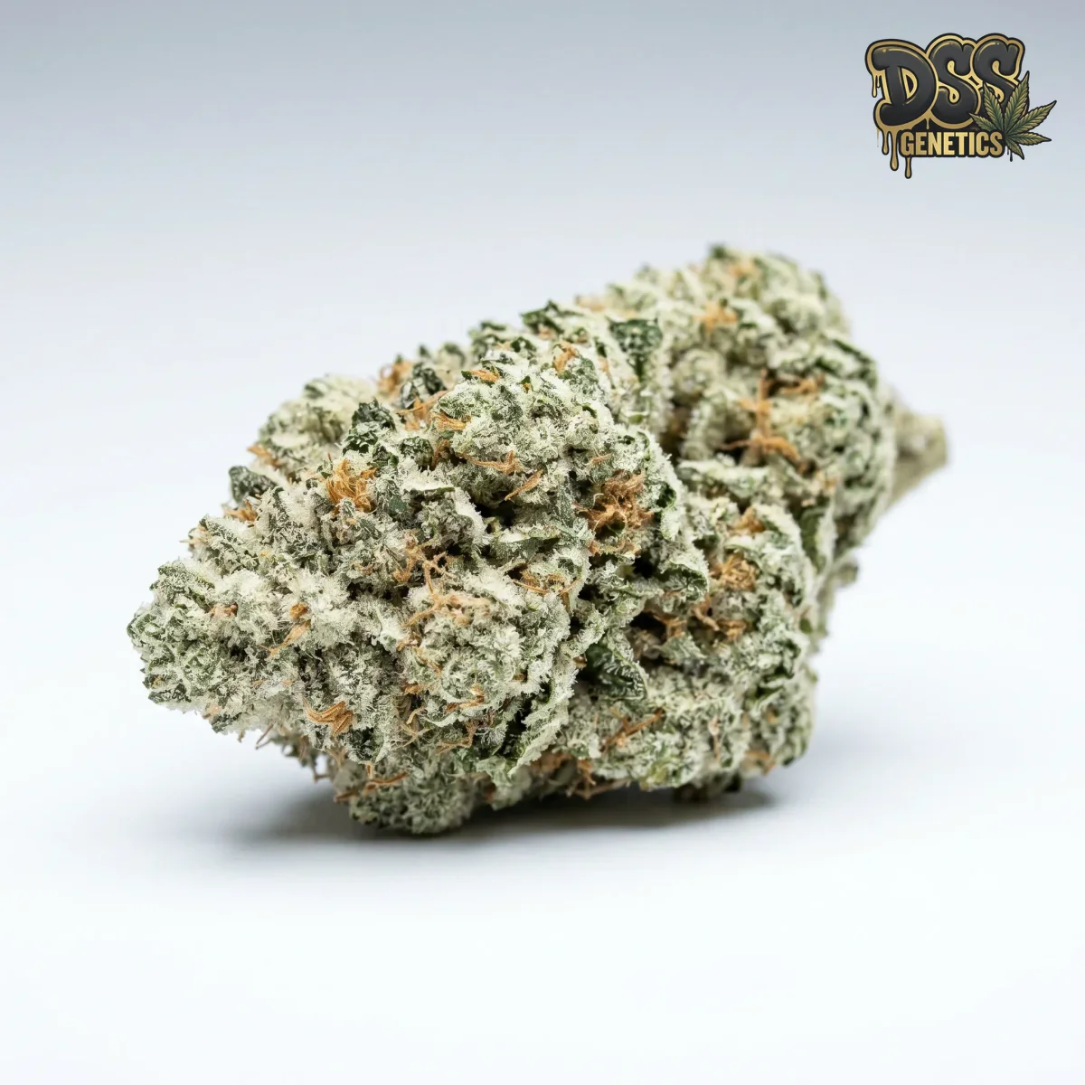 White Widow Feminized Seeds cannabis seeds