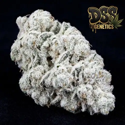 White Widow XTRM grow guide