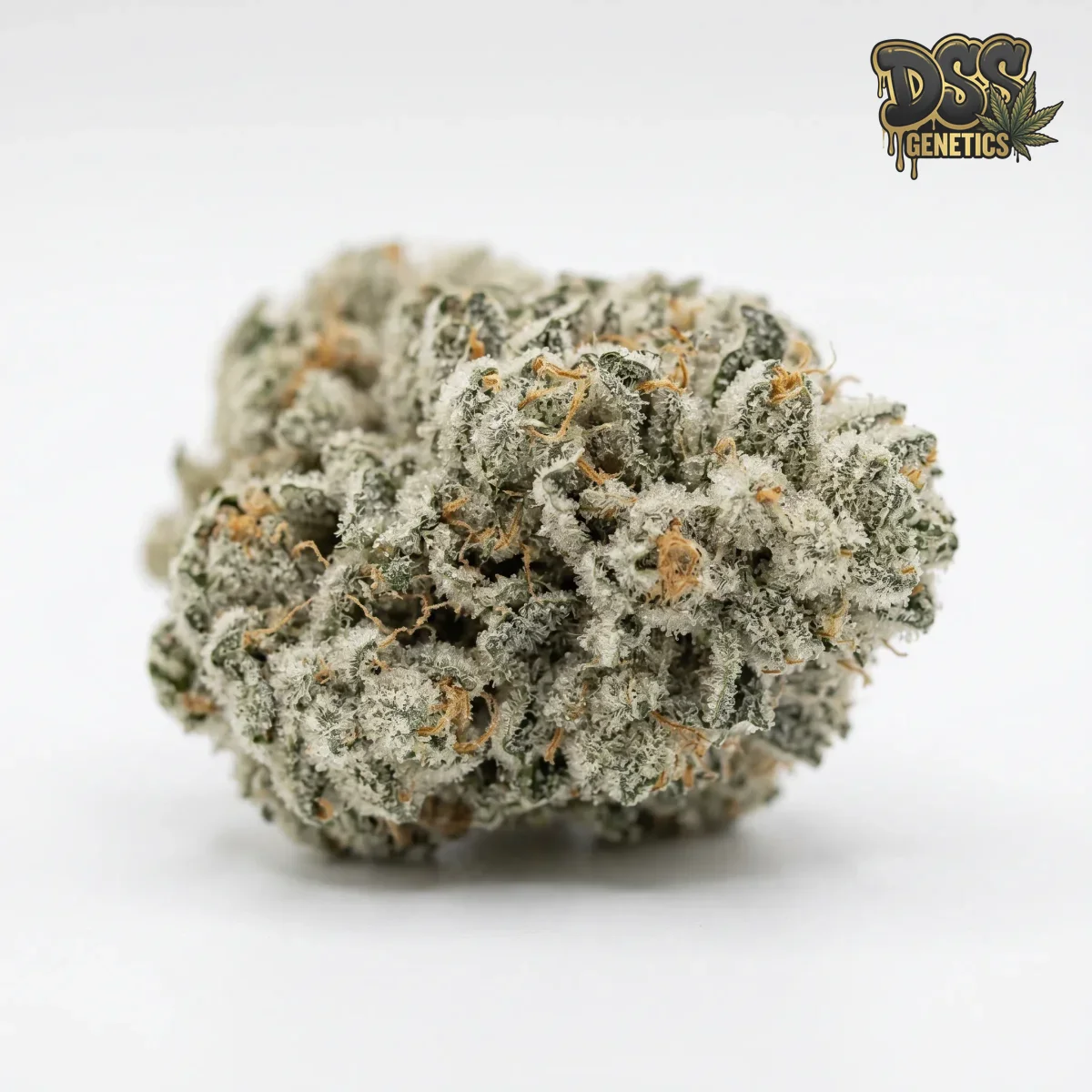 White Widow XTRM Feminized Seeds cannabis seeds