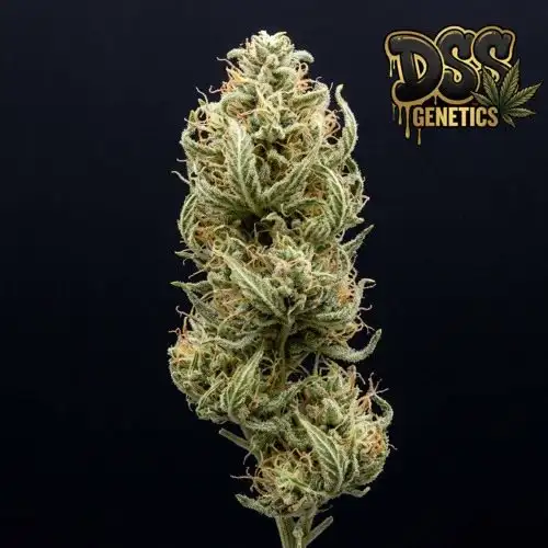 Willie Nelson Feminized Seeds cannabis seeds