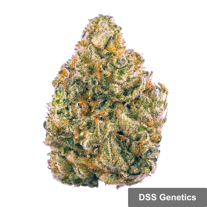 AK 47 Autoflower Seeds cannabis seeds