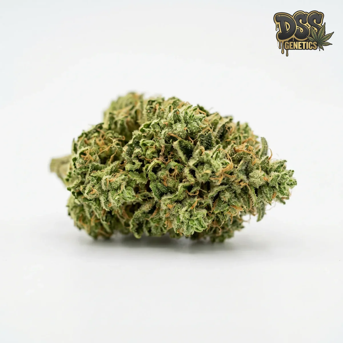 AK 47 Autoflower Seeds cannabis seeds – Regular strain