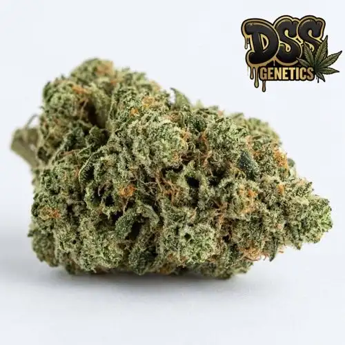 Columbine Seeds - Feminized cannabis seeds