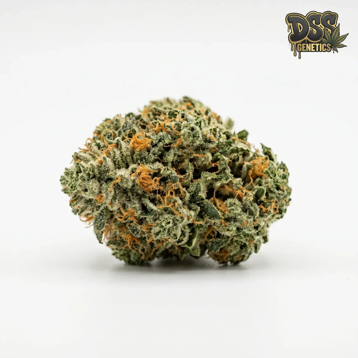 Columbine Seeds - Feminized grow guide