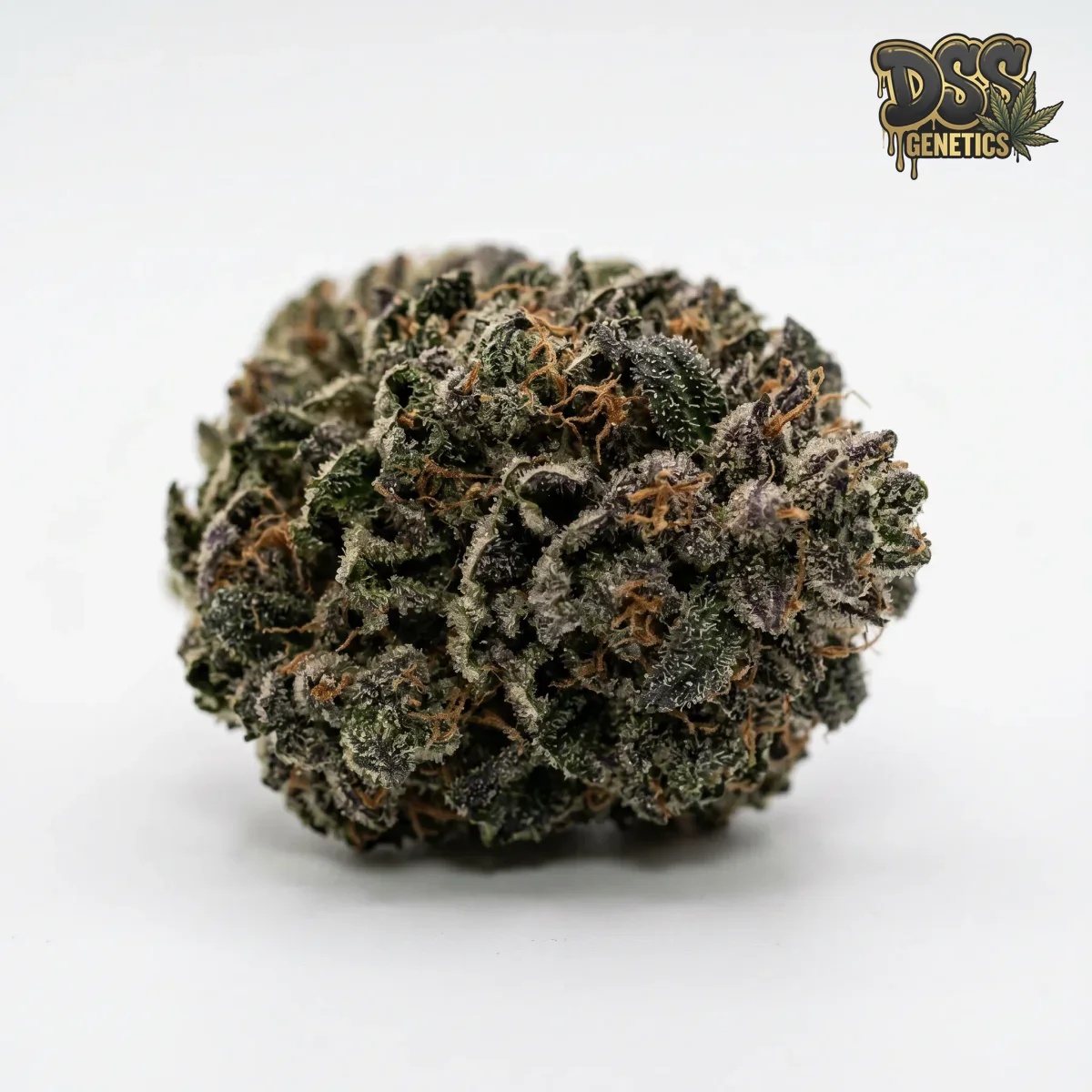 Northern Lights Autoflower Seeds grow guide