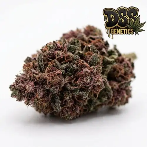 Red Kush Autoflower Seeds cannabis seeds