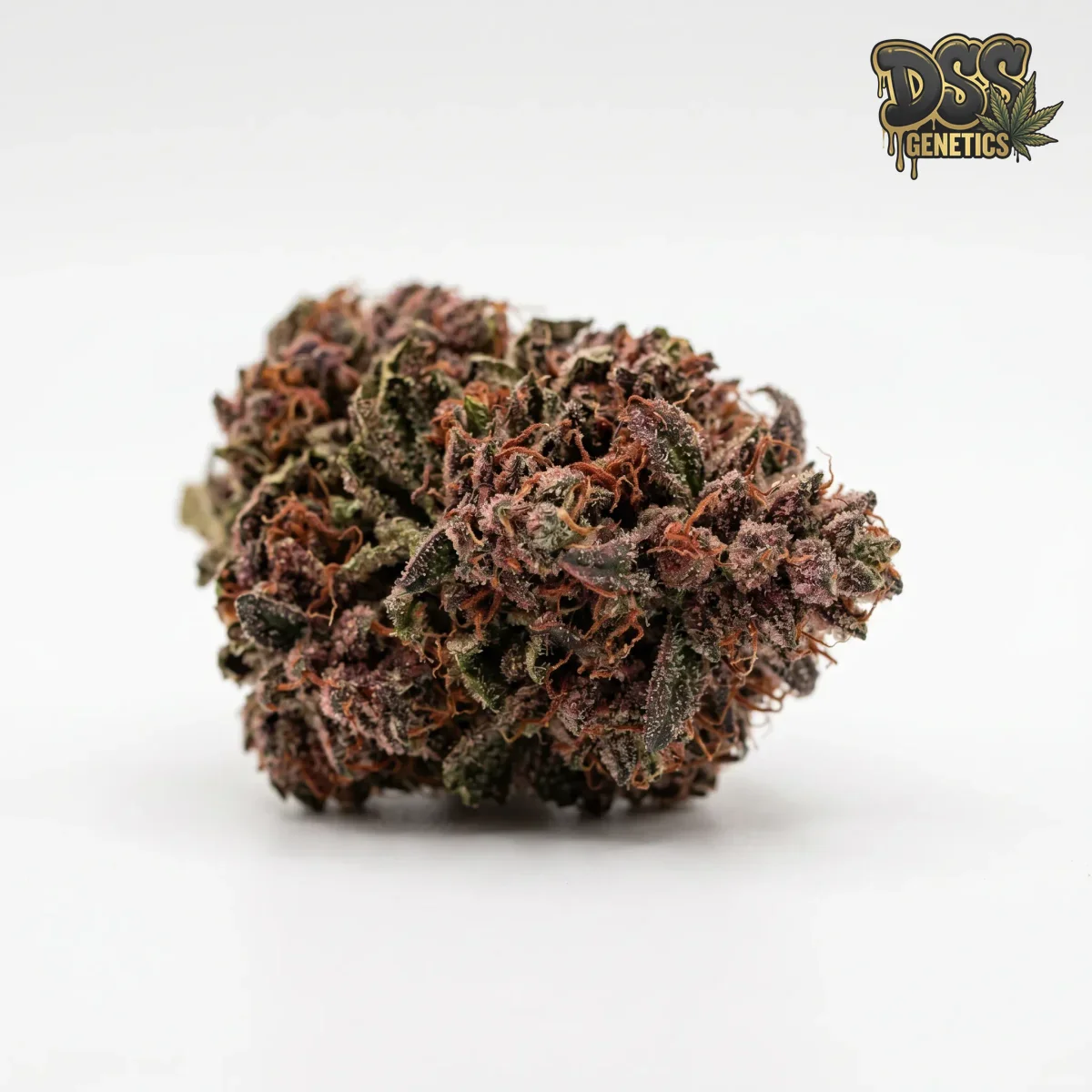 Red Kush Autoflower Seeds grow guide