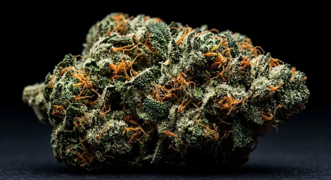 Dense 24k Gold cannabis buds showing golden orange pistils, heavy resin coverage, and citrus-colored trichomes at peak harvest