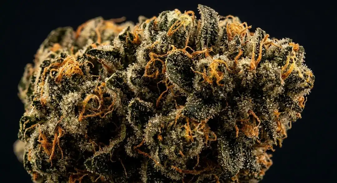 Dense, resin-covered 60 Days Wonder autoflower buds showing earthy green coloration with amber trichomes at harvest