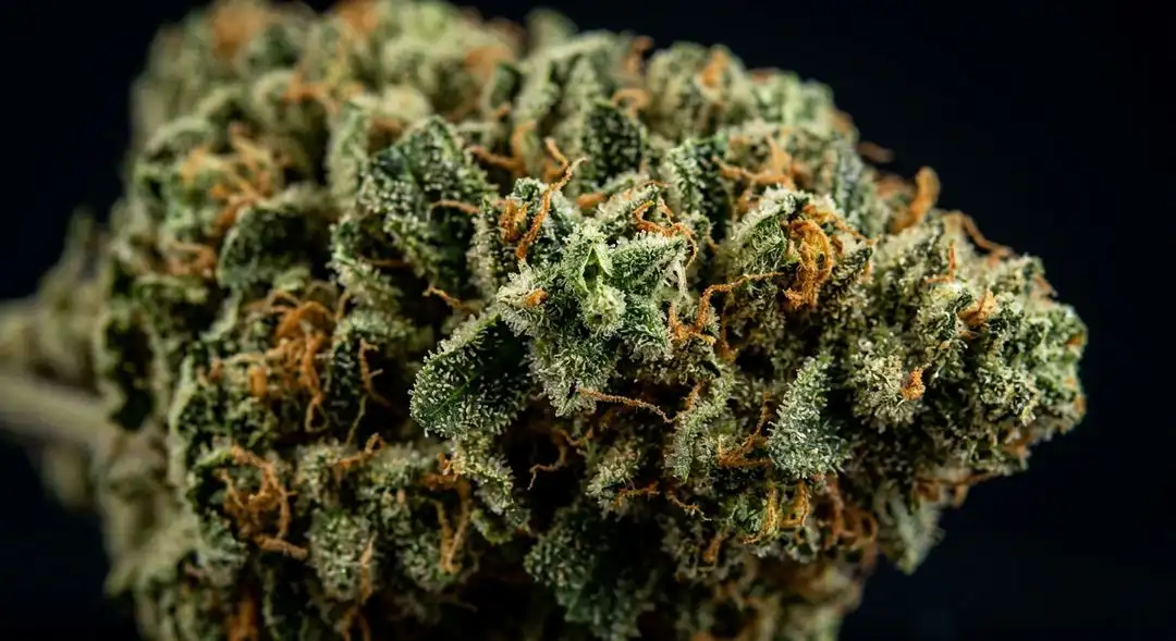 Agent Orange feminized cannabis buds showing dense citrus-colored calyxes with vibrant orange pistils and frosty trichome coverage
