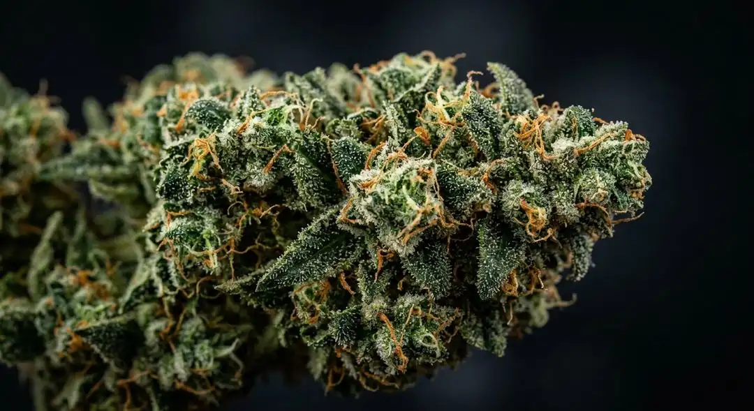 Dense Alaskan Thunder Fuck buds covered in trichomes with a frosty, resinous appearance and orange pistils