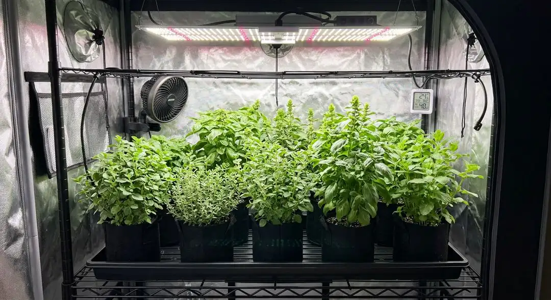 Alien Rock Candy cannabis plants in mid-flower under grow lights showing dense canopy and heavy resin production