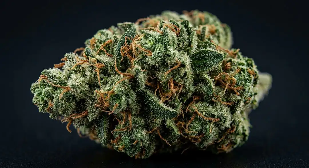 Amnesia Haze feminized cannabis buds with fluffy light green calyxes and amber trichomes