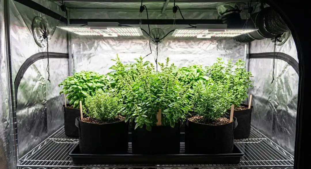 Amnesia Haze cannabis plants stretching tall under grow lights during flowering