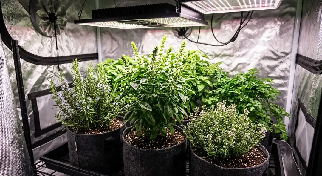 Animal Cookies feminized cannabis plants in late flowering stage showing dense purple-tinted buds covered in trichomes