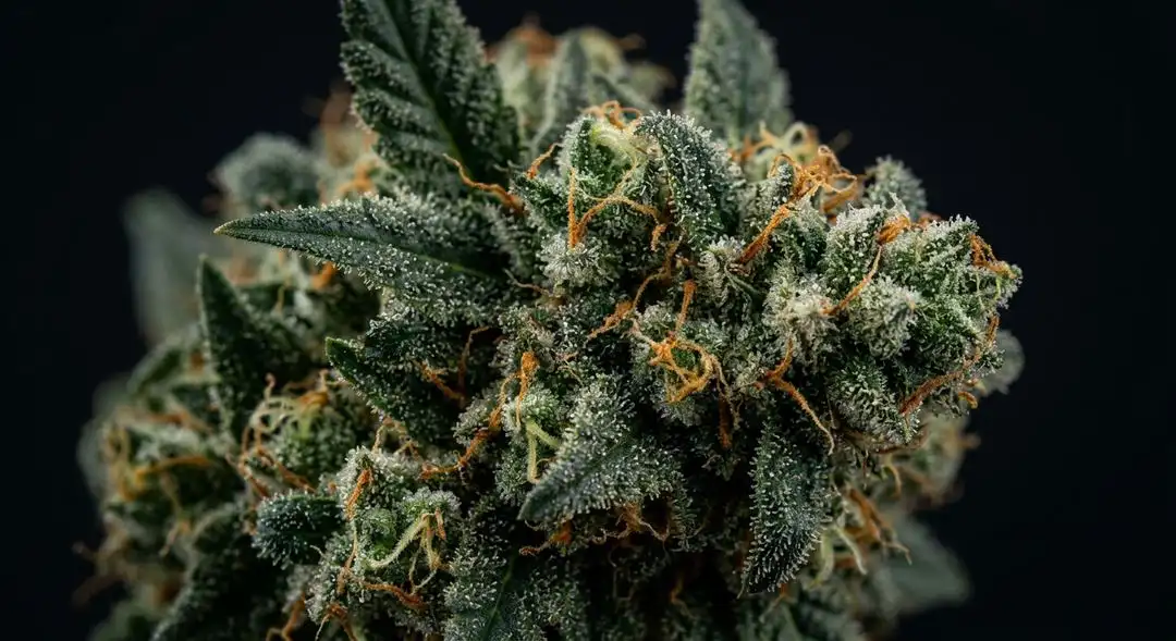 Close-up of ripe Banana Kush feminized cannabis buds showing dense green calyxes coated in golden trichomes with amber pistils