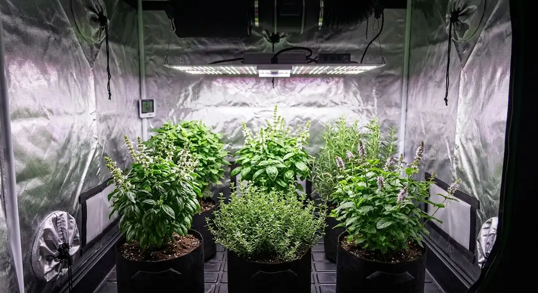 Banana Kush cannabis plant in mid-flower showing dense bud sites, broad indica fan leaves, and lush green canopy under grow lights