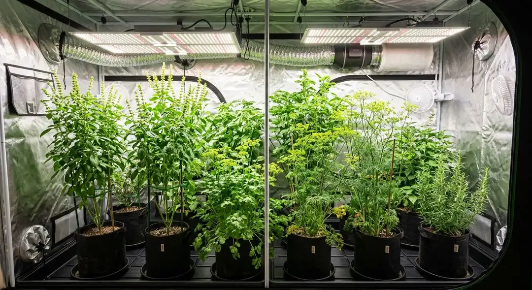 Black Cherry Soda cannabis plant in late flowering stage showing dense purple-tinged buds and healthy green fan leaves under grow lights