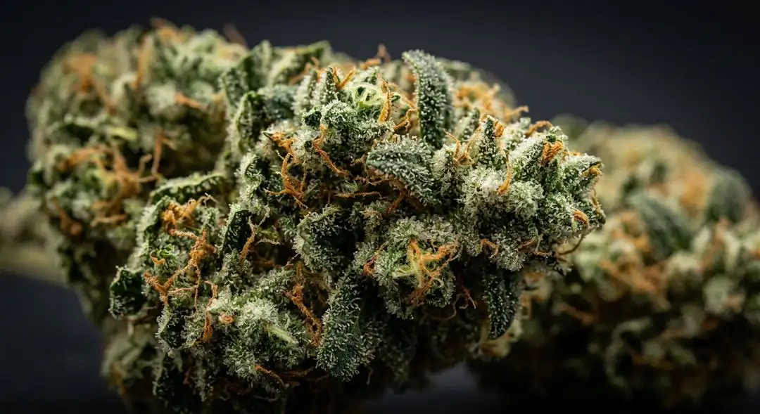 Dense Blackberry Kush cannabis buds covered in trichomes showing deep purple hues and orange pistils at harvest