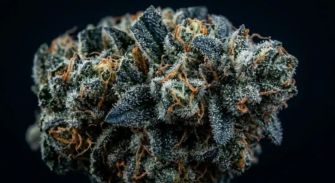 Blue Cheese feminized cannabis buds showing dense indica structure with deep green and purple hues, coated in frosty trichomes