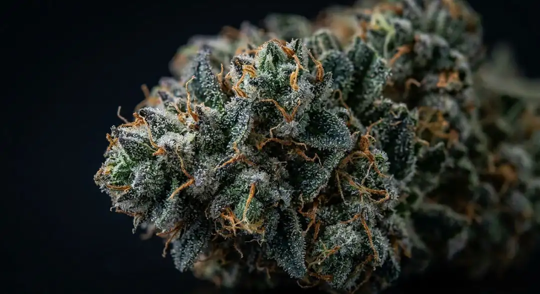 Blue Cookies feminized cannabis buds showing dense purple-tinted structure with frosty trichomes and deep green calyxes