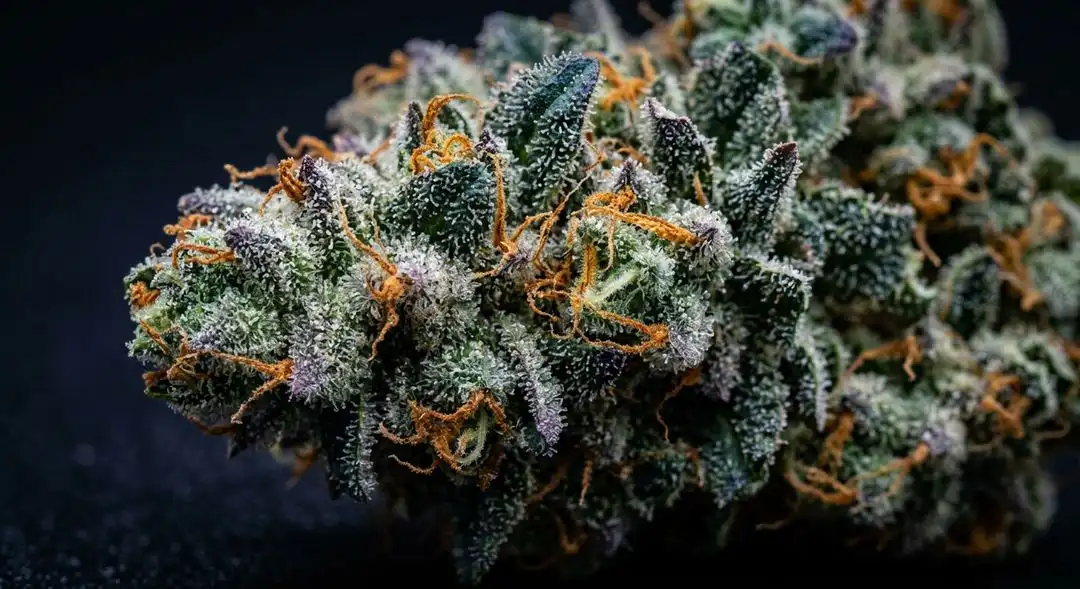 Blue Dream feminized cannabis buds with berry-colored highlights and trichomes