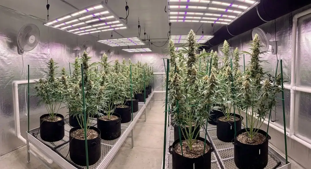 Blue Dream cannabis plants flowering under LED grow lights