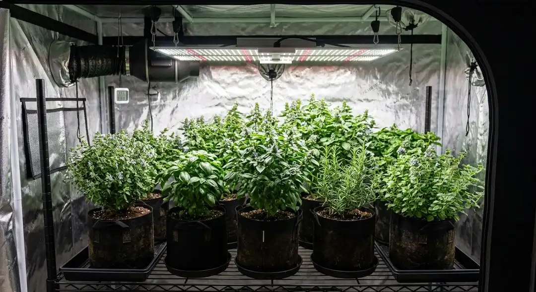 Blueberry Haze cannabis plant in late vegetative stage showing lush green foliage and classic sativa-dominant branching structure