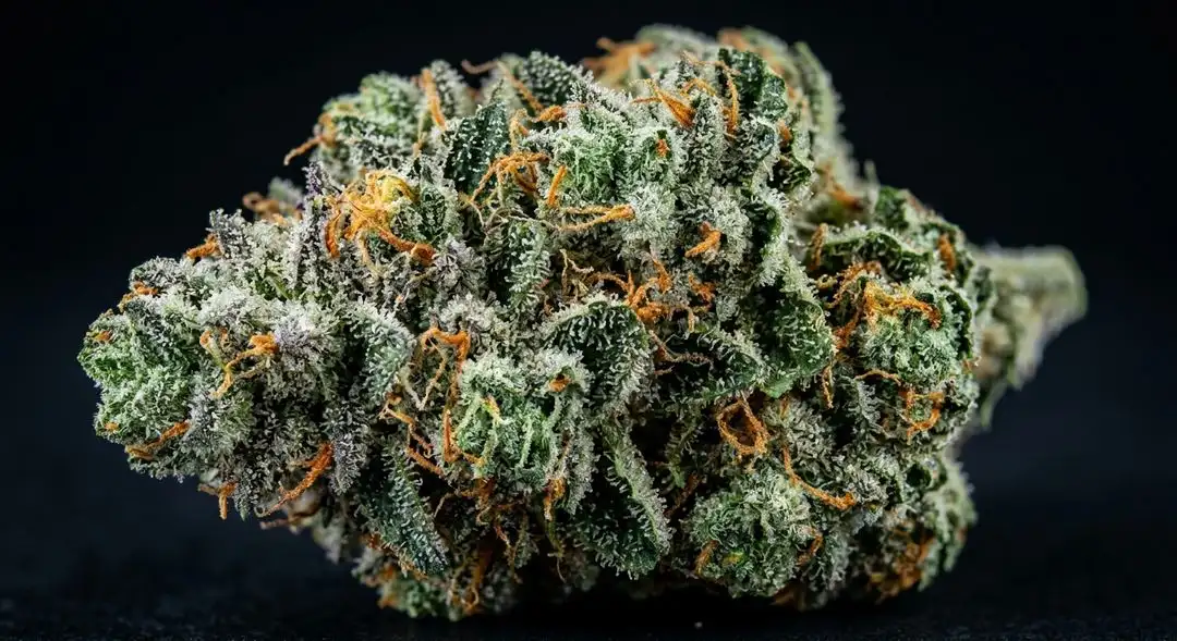 Dense Borderliner XTRM feminized cannabis buds showing deep purple hues, thick trichome coverage, and rich orange pistils