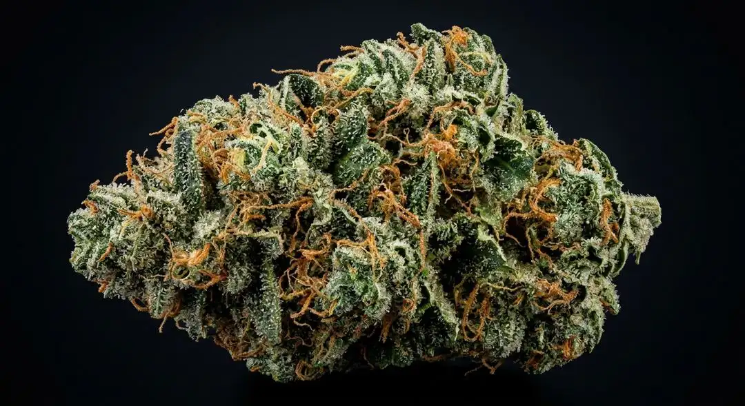 Close-up of cured Bubble Gum cannabis buds showing frosty trichomes, pink hues, and dense resinous structure