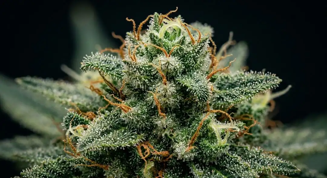 Dense BubbleGum autoflower buds coated in trichomes with pink and green hues, showing rich resin development at peak harvest