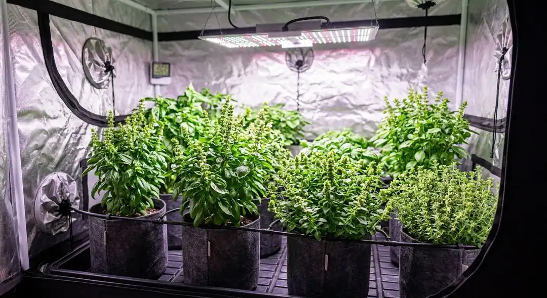 Bubblegum Cookies feminized cannabis plants in mid-flower showing dense resinous buds and lateral branching structure