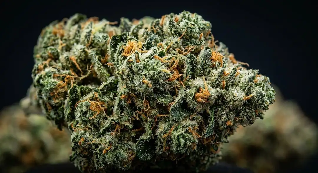 Close-up of California Orange Bud feminized cannabis buds showing dense orange pistils and citrus-dusted trichomes