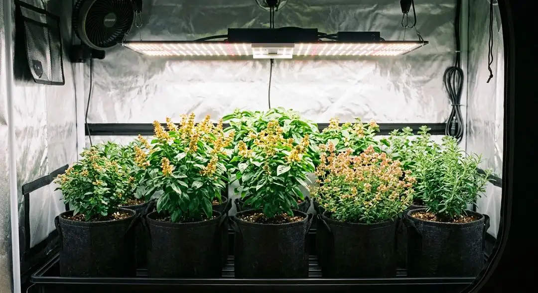 California Orange Bud cannabis plants growing indoors under LED lights showing medium plant structure and tight bud sites